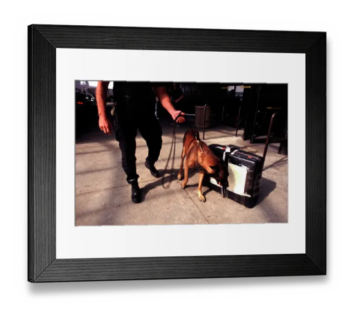 Framed Print : Airport sniffer dog Framed Print : Airport sniffer dog