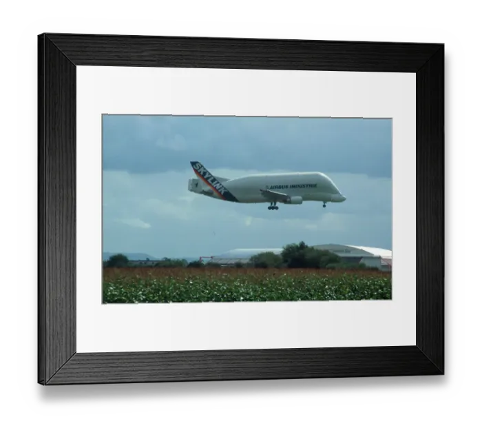 Framed Print : Airbus Beluga Framed Print : Airbus Beluga
