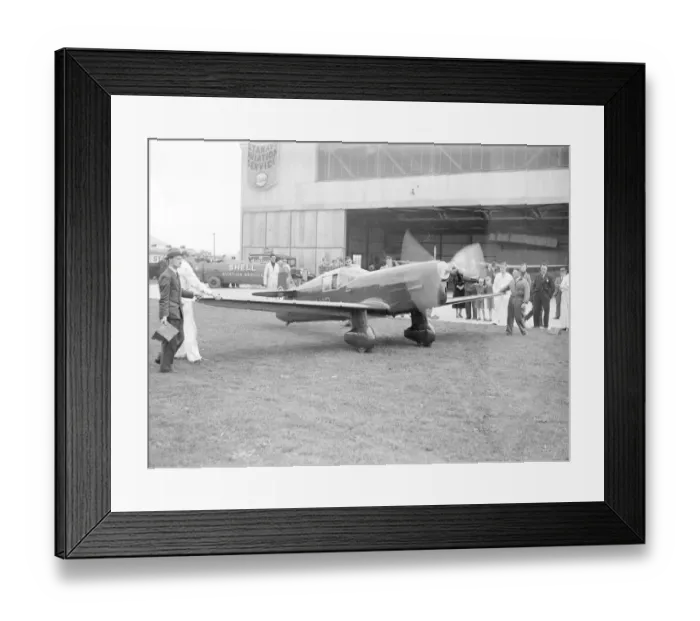 Framed Print : Percival Mew Gull Framed Print : Percival Mew Gull