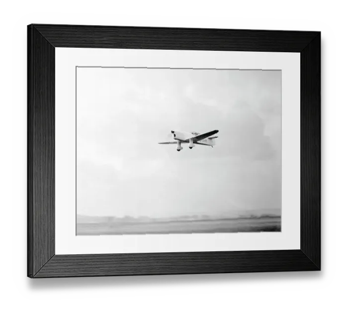 Framed Print : Percival Mew Gull Framed Print : Percival Mew Gull