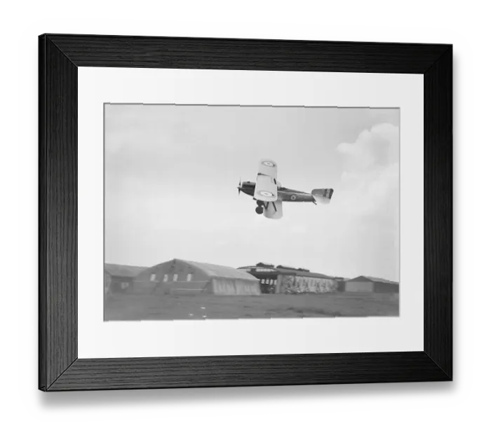 Framed Print : Fairey Fox Framed Print : Fairey Fox