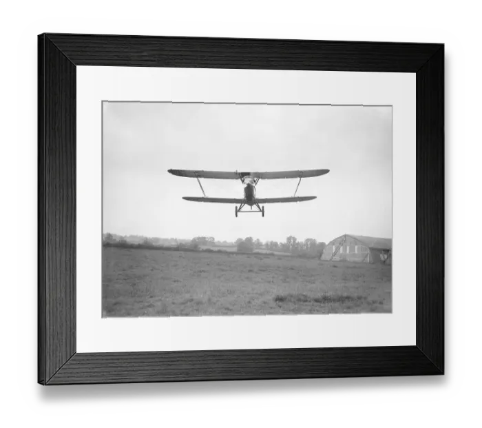 Framed Print : Fairey Fox Framed Print : Fairey Fox