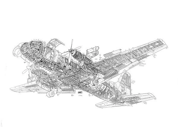 Avro 748 Cutaway Cutaway Drawing