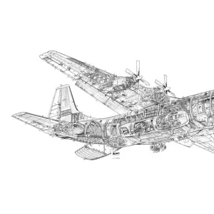 Short Belfast Cutaway Drawing