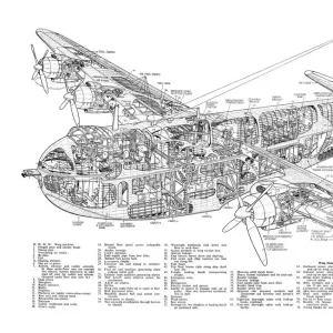 Short Shetland Cutaway Drawing