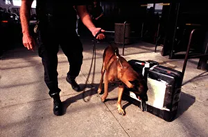 Airport sniffer dog