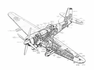 Military Aviation 1903-1945 Cutaways Gallery: Blackburn Firebrand Cutaway Poster